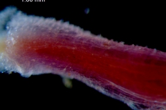 Cuscuta triumvirati, flower peduncle