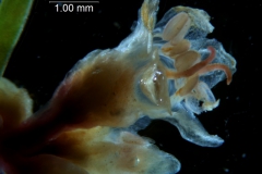 Cuscuta triumvirati, flower