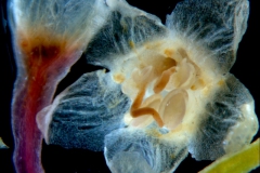 Cuscuta triumvirati, flower & calyx 3D