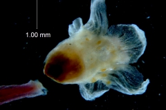 Cuscuta triumvirati, corolla 3D