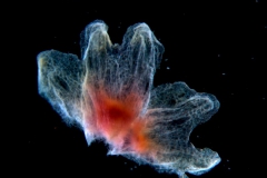 Cuscuta triumvirati, calyx, dissected