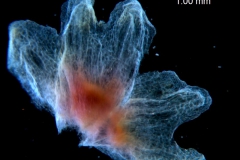 Cuscuta triumvirati, calyx, dissected