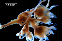 Cuscuta umbellata var. desertorum, inflorescence fragment