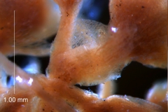 Cuscuta umbellata var. desertorum, bract