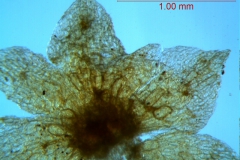 Cuscuta umbellata var. desertorum; calyx, dissected