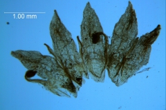 Cuscuta umbellata var. desertorum; corolla dissected