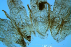 Cuscuta umbellata var. desertorum; corolla dissected