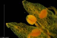 Cuscuta umbellata var. desertorum; corolla lobes & stamens