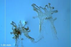 Cuscuta umbellata var. desertorum; scale variation