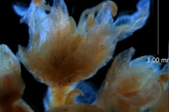 Cuscuta umbellata var. desertorum, flower