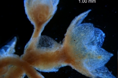 Cuscuta umbellata var. desertorum; calyx 3D