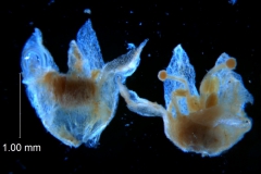 Cuscuta umbellata var. desertorum; corolla 3D