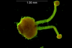 Cuscuta umbellata var. desertorum; gynoecium