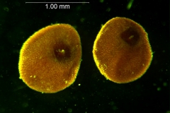 Cuscuta umbellata var. desertorum; seeds