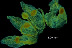 Cuscuta umbellata var. desertorum; corolla dissected