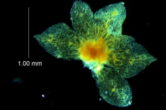 Cuscuta umbellata var. desertorum; calyx, dissected