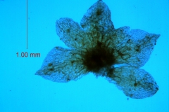 Cuscuta umbellata var. desertorum; calyx, dissected