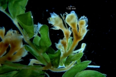 Cuscuta umbellata Kunth, var. umbellata; inflorescence