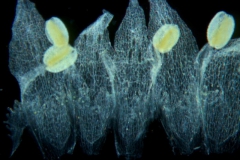 Cuscuta umbellata Kunth, var. umbellata; corolla, dissected