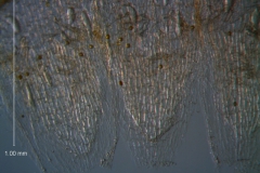 Cuscuta umbellata Kunth, var. umbellata; scales