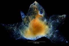 Cuscuta umbellata Kunth, var. umbellata; calyx, dissected