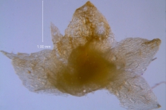 Cuscuta umbellata Kunth, var. umbellata; calyx, dissected