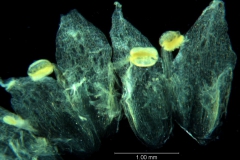 Cuscuta umbellata Kunth, var. umbellata; corolla, dissected