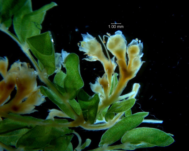 Cuscuta umbellata Kunth, var. umbellata; inflorescence