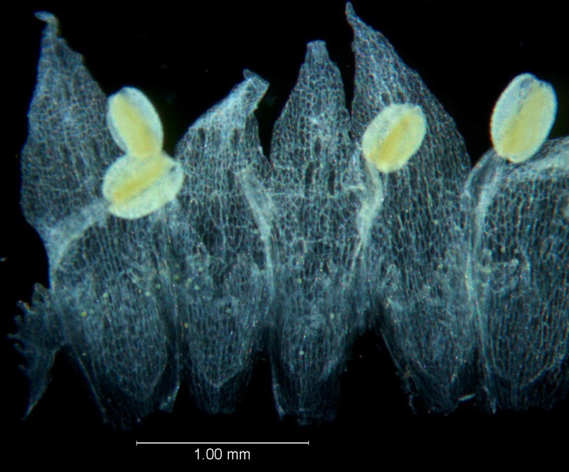Cuscuta umbellata Kunth, var. umbellata; corolla, dissected