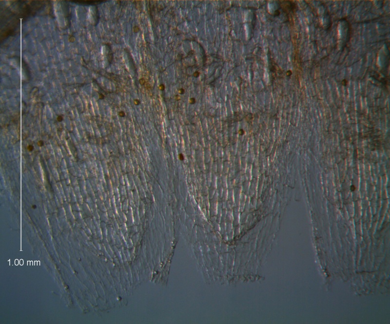 Cuscuta umbellata Kunth, var. umbellata; scales