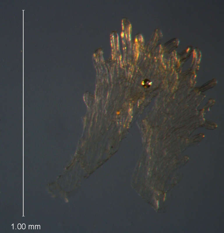 Cuscuta umbellata Kunth, var. umbellata; scale