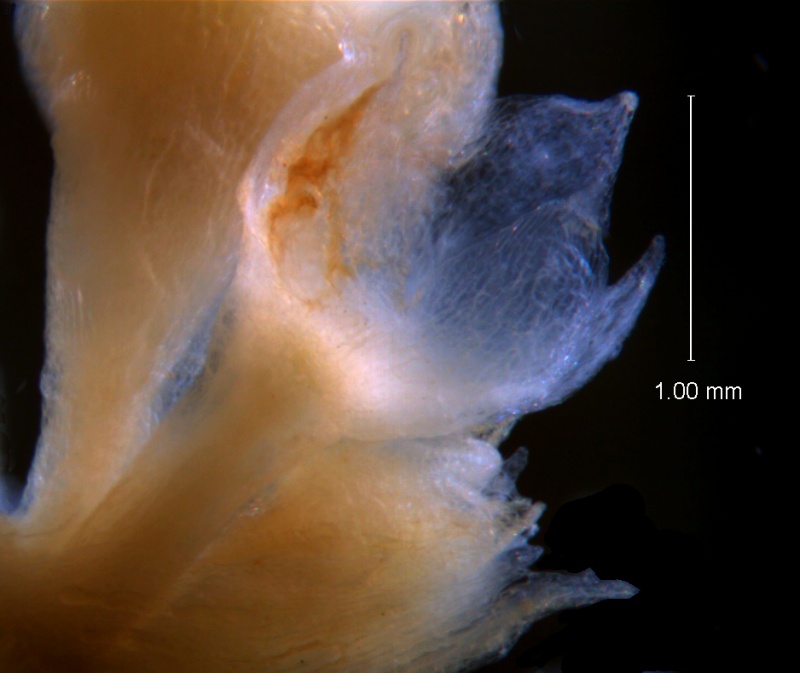 Cuscuta umbellata Kunth, var. umbellata; calyx 3D