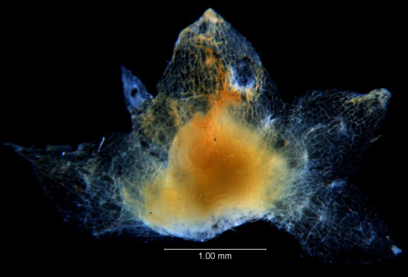 Cuscuta umbellata Kunth, var. umbellata; calyx, dissected