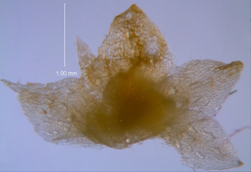 Cuscuta umbellata Kunth, var. umbellata; calyx, dissected