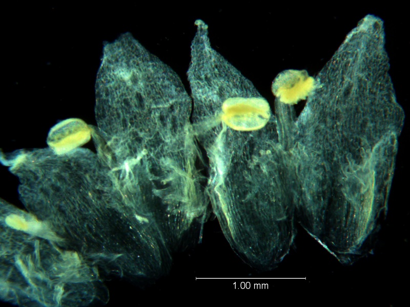 Cuscuta umbellata Kunth, var. umbellata; corolla, dissected