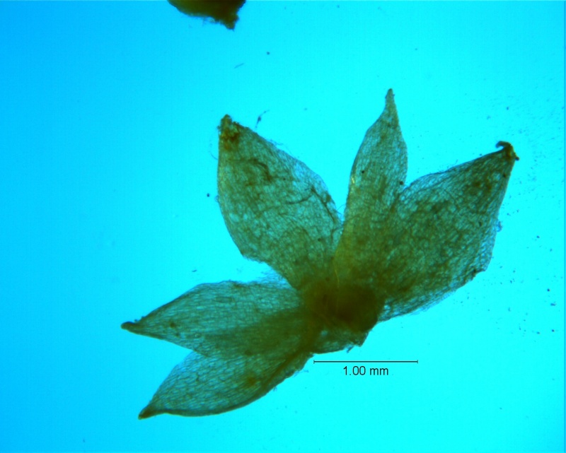 Cuscuta acuta, calyx, dissected