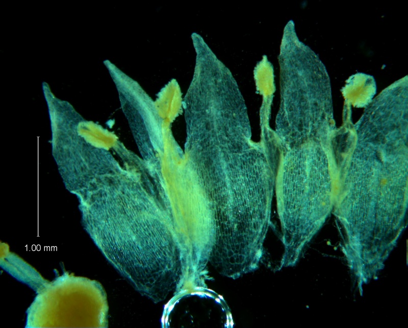 Cuscuta acuta, corolla dissected