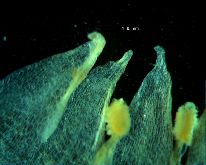 Cuscuta acuta, corolla dissected