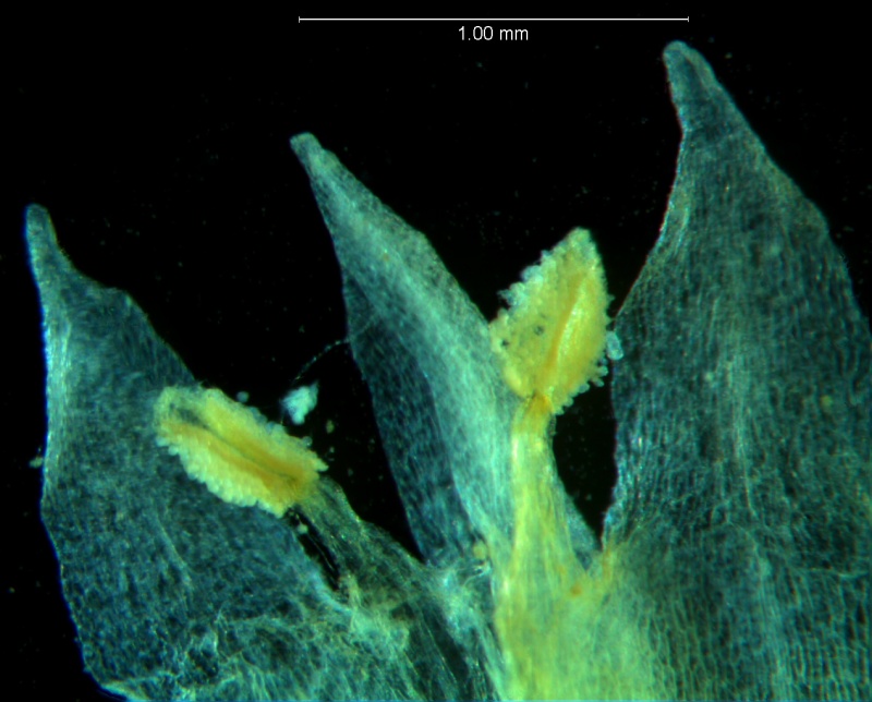 Cuscuta acuta, corolla dissected