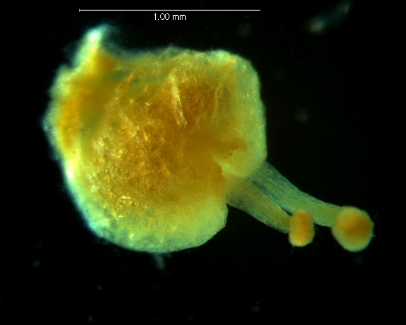 Cuscuta acuta, gynoecium