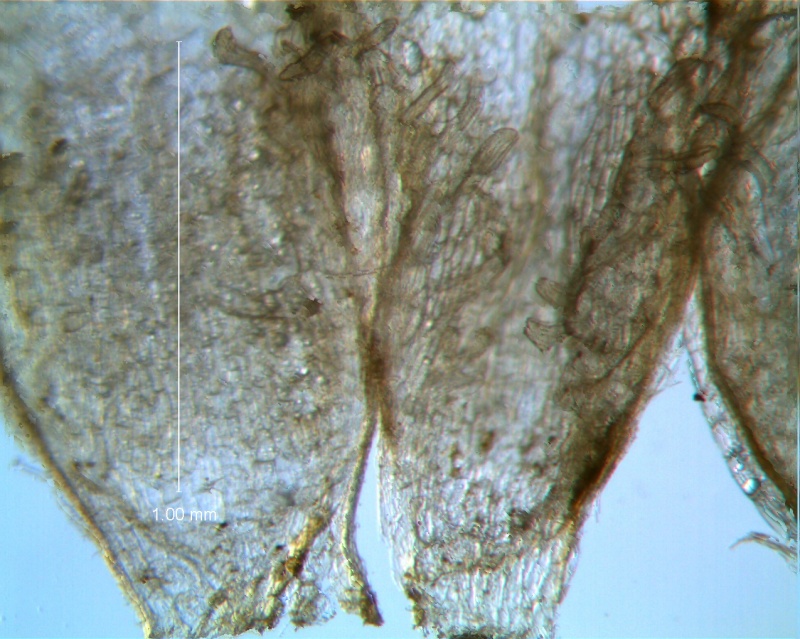 Cuscuta acuta, scales