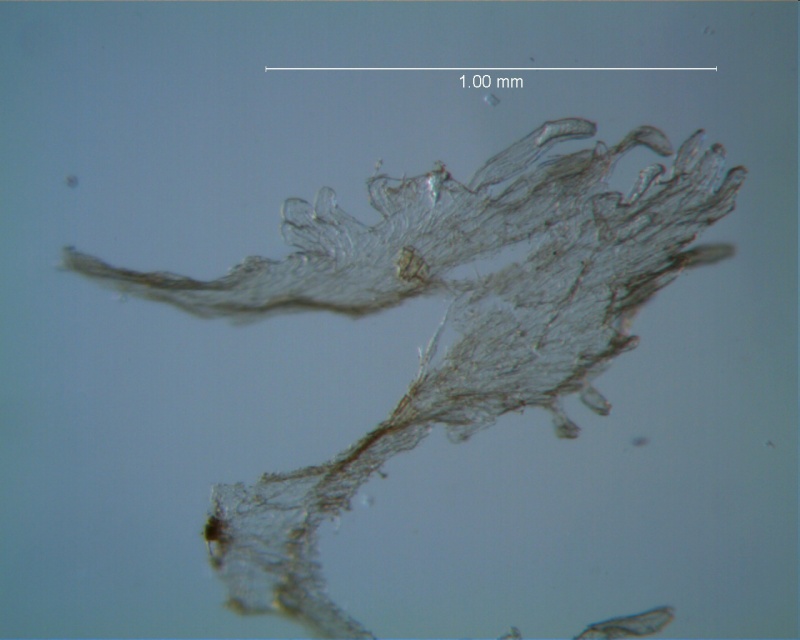 Cuscuta acuta, scale