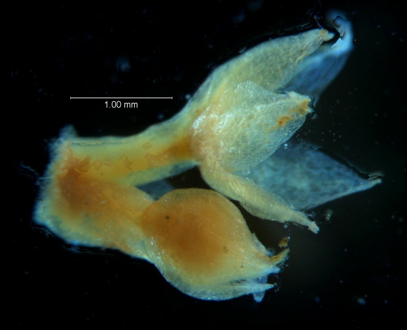 Cuscuta acuta, calyx, 3D