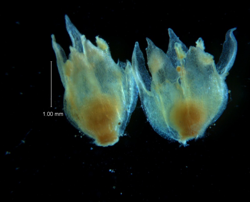Cuscuta acuta, corolla 3D