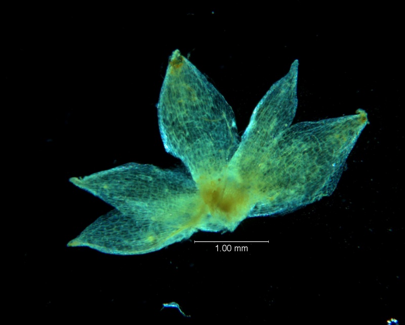 Cuscuta acuta, calyx, dissected