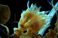 Cuscuta acuta, inflorescence