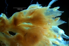 Cuscuta acuta, flowers