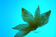 Cuscuta acuta, calyx, dissected