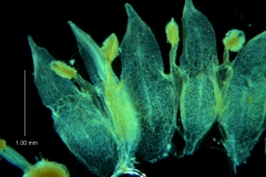 Cuscuta acuta, corolla dissected