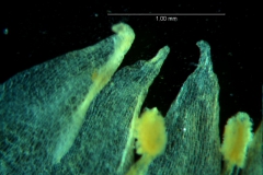 Cuscuta acuta, corolla dissected